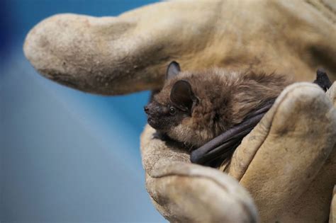 L'Énigme de la Chauve-Souris: un thriller précoce aux secrets bien gardés !